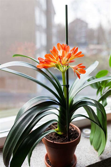 How to Grow and Care for Clivia Houseplants | Gardener’s Path