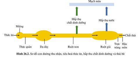 Nhìn ngay Vẽ sơ đồ trao đổi thức ăn ở thực vật ít tốn chi phí tăng