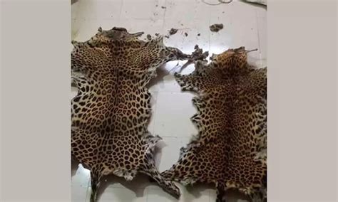 Leopard Skins Seized In Odisha Village One Arrested