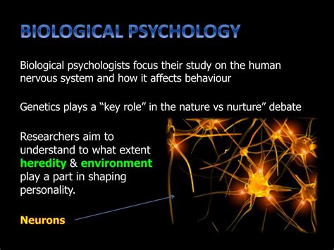 PPT - BIOLOGICAL PSYCHOLOGY PowerPoint Presentation, free download - ID ...