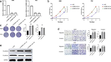 Lncrna Sgms1‐as1 Regulates Lung Adenocarcinoma Cell Proliferation