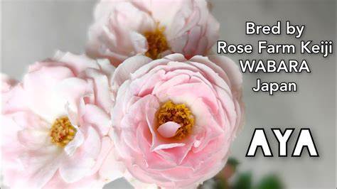 Aya Rose Plant By Wabara Rose Farm Keiji Kunieda Spray Type