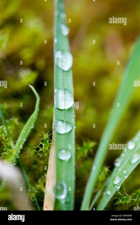 Rain drops on grass hi-res stock photography and images - Alamy