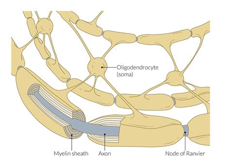 Peripheral Nerve Histology Nodes Of Ranvier