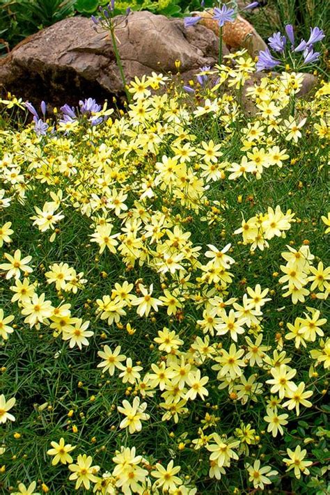 The 10 Best Winter Proof Perennials Long Blooming Perennials