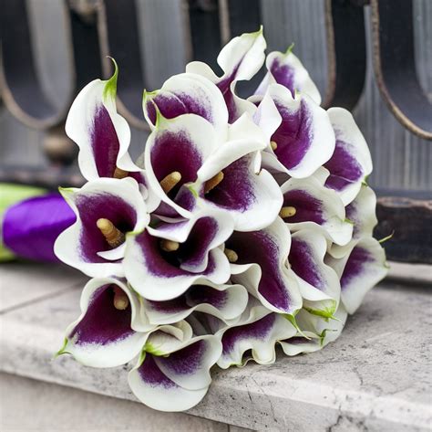 Purple And White Calla Lily Bulbs For Sale Zantedeschia Picasso Easy