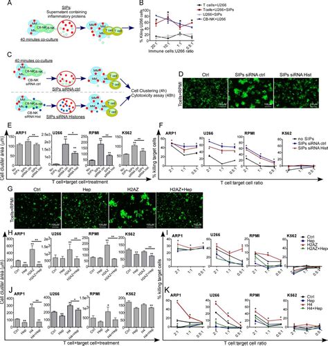 Extracellular NK Histones Promote Immune Cell Anti Tumor Activity By