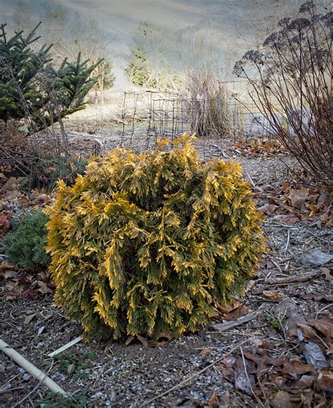 Thuja Occidentalis Amber Glow W Arb R Thuja Occide Flickr