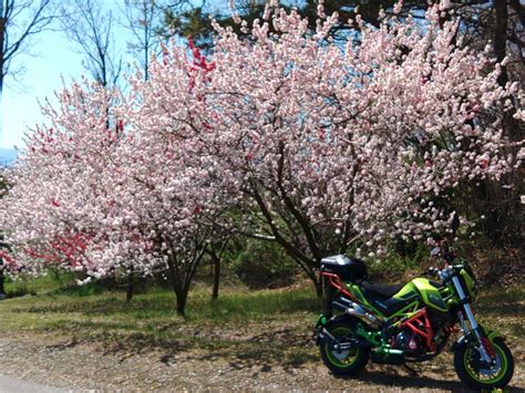 へなちょこ探検隊さんの投稿した愛車情報 Tornado Naked T125TNT125 日差しの暖かさに誘われて走り出したけど