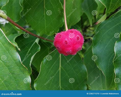 Beautiful Chinese Dogwood Fruit Stock Photo Image Of Buerger Green