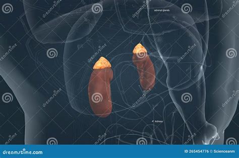 The Adrenal Glands Produce Corticosteroid Hormon And Epinephrine Which