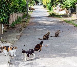 Cat Ear Mites vs Yeast Infections: How to Treat?