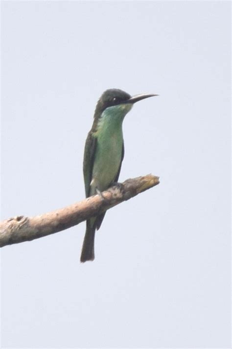 Blue Throated Bee Eater Birds Of Singapore · Inaturalist