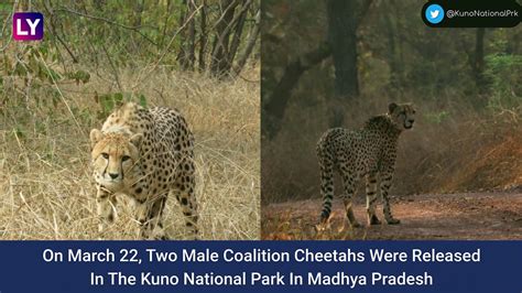 Two Male Cheetahs Released In Free Ranging Area In Madhya Pradesh’s Kuno National Park Video