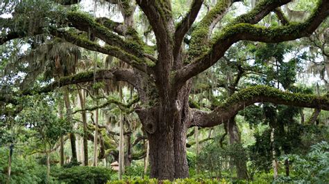 Sacred Trees and Plants in Mythology: Symbolism and Significance Across Cultures – The Social Digest