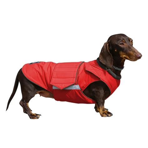 10 Best Dachshund Winter Coats! - Sweet Daisy Dachshund