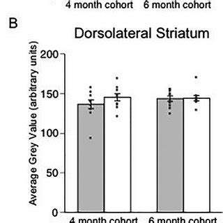 Dopamine transporter binding in dorsal striatum. Dopamine innervation ...