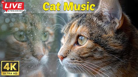 Hours Helps Cats Relieve Stress Cats Favorite Music With Cat