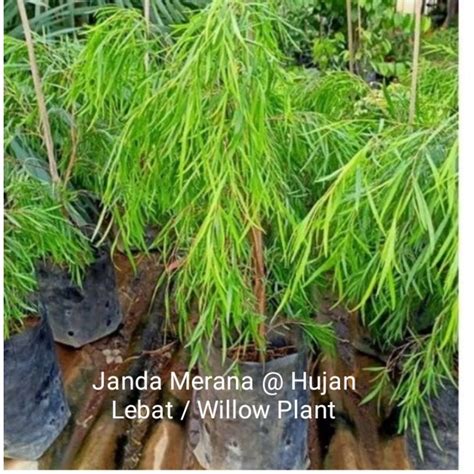 Anak Pokok Janda Merana @ Hujan Lebat ( Willow Plant) | Shopee Malaysia