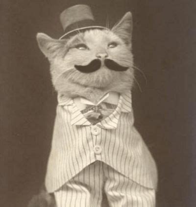 Moustache cat posh Blank Template - Imgflip