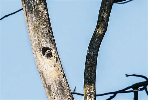 Baby Red-headed Woodpecker Photograph by Ed Peterson - Pixels