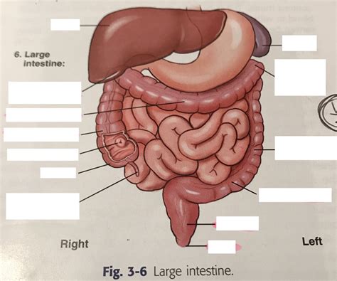 Abdomen Diagram Quizlet