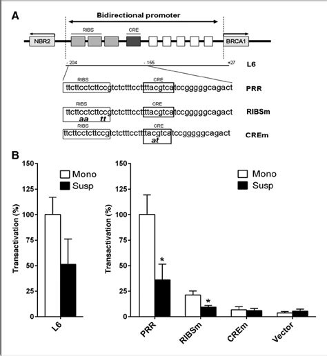 Transcriptional Activation Of The BRCA1 Promoter Is Reduced In