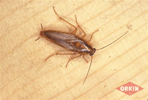 How To Identify German Cockroaches | Get Rid of Cockroaches | Orkin