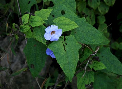 Thunbergia grandiflora - UF/IFAS Assessment - University of Florida ...