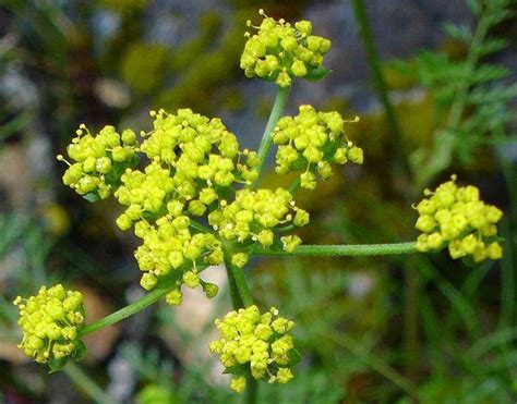 Lomatium Lomatium is a powerful herbal antibiotic that is highly ...