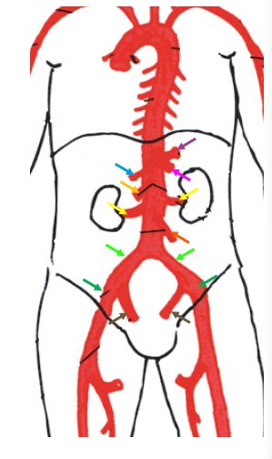 Anat app cardio artère abdomen pelvis Diagram Quizlet