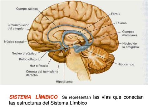 Neuropsicologia Humana Sistema L Mbico Su Funcionalidad Estructuras