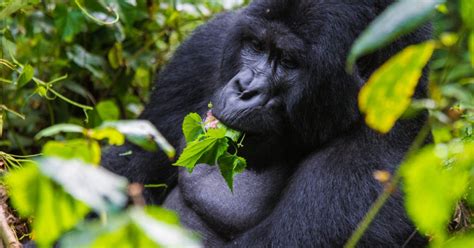 Safari de 3 días por la ruta de los gorilas y los Batwa en Bwindi