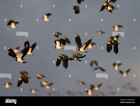 Northern Lapwing Flock Flying Kievit Groep Vliegend Stock Photo Alamy