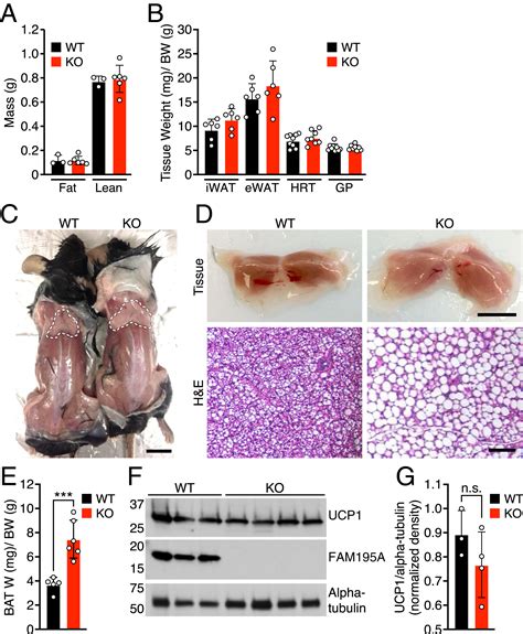 Regulation Of Cold Induced Thermogenesis By The Rna Binding Protein