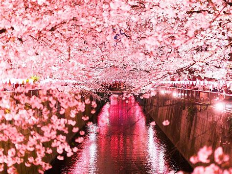 2019目黑川旅游攻略门票地址游记点评东京旅游景点推荐 去哪儿攻略社区