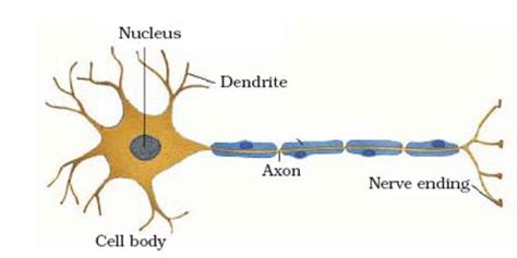 Nerve Tissue Diagram