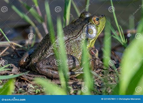 Mosquito Feeding On A Northern Green Frog Michigan Stock Image