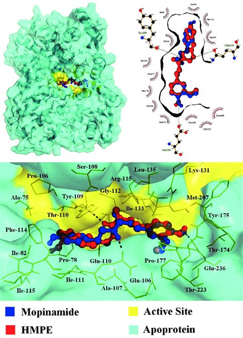 Pymol Visualization Of N Methyl D Aspartate With Moupinamide And High