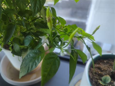All Year Around Indoor Hot Pepper General Gardening Growing Fruit