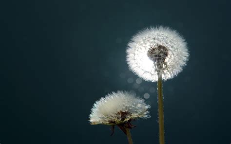 Blowing Dandelion Wallpaper (71+ images)