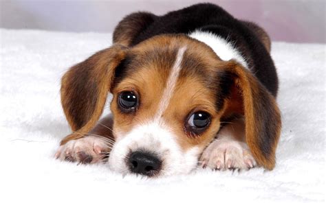 cute baby dog hd images free download Cute dog baby dogs wallpaper ...