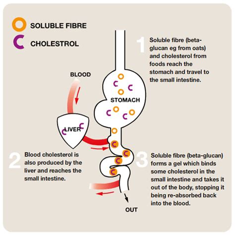 Fibre And All Its Benefits Ideal Nutrition