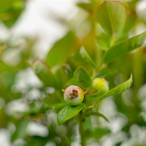 Bushel Berrypeach Sorbet Blueberry Bushes For Sale The Tree Center