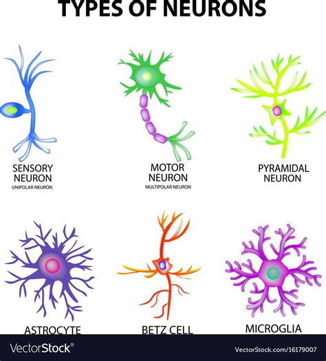 Types neurons structure sensory motor neuron Vector Image