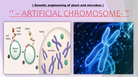 Artificial chromosome I Bacterial Artificial Chromosome I Yeast ...