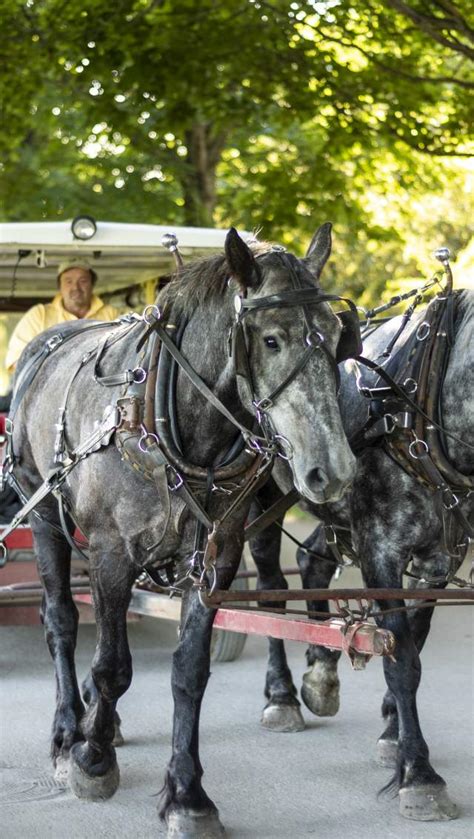 mackinac island mi  mackinac island tourism