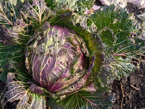 10 Best Cabbage Varieties to Grow At Home (With Pictures) | House Grail