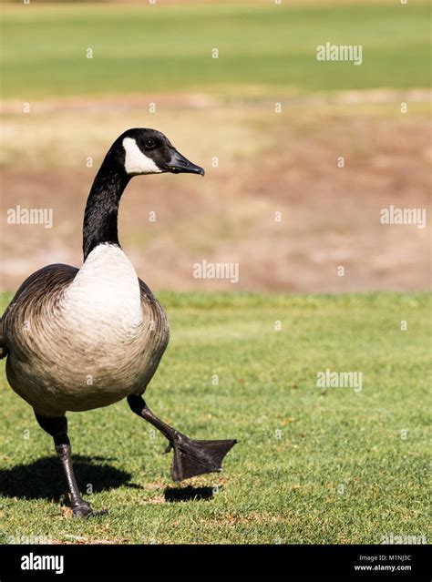 Dance course hi-res stock photography and images - Alamy