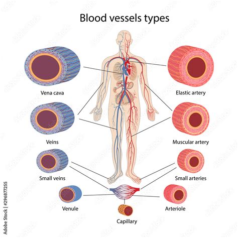 Blood Vessels Types The Human Circulatory System Cross Section Of